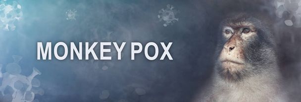 Monkeypox 2022 virus. Monkeypox outbreak concept.Monkeypox is a viral zoonotic disease. Monkeys may harbor the virus and infect people.Virus transmitted to humans from animals. Copy space. Banner - Foto, imagen