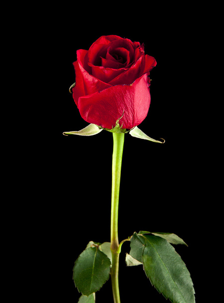 τριαντάφυλλο σε μαύρο - Φωτογραφία, εικόνα