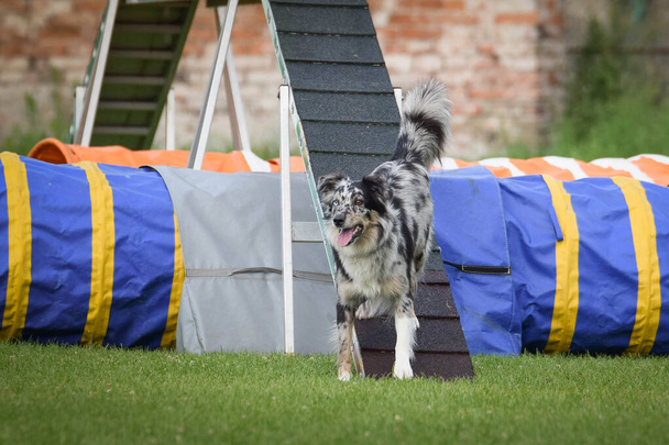 Border collie in agility balance beam. Amazing day on Czech agility competition. They are middle expert it means A2. - Photo, Image
