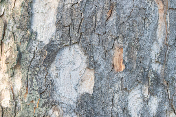 Primer plano de la textura de la corteza del árbol - Foto, Imagen