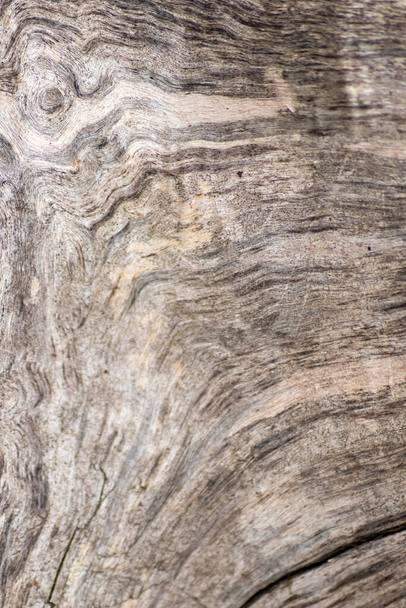 Natural figure of organic wooden grain shows tree details of hardwood surface cut for furniture production in timber and lumber industry sustainable material and renewable resource natural wood grain - Photo, image