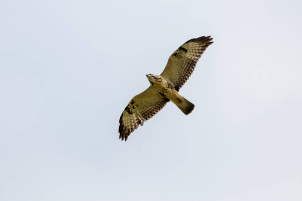 Mighty flying falcon with spreaded wings and brown feathers or golden eagle (aquila chrysaetos) hunting for other birds, mice and rats as bird of prey in sky background and flying raptor - Fotografie, Obrázek