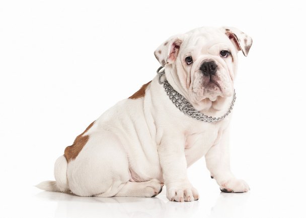 Köpek. Beyaz arka plan üzerinde İngilizce bulldog köpek yavrusu - Fotoğraf, Görsel