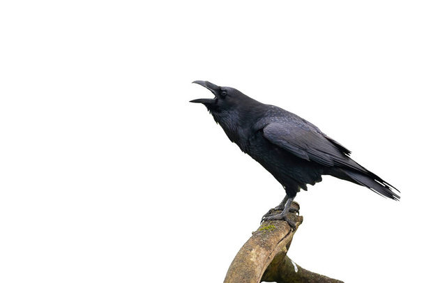 Common raven, corvus corax, calling on branch isolated on white background. Dark bird with open beak on bough with copy space. Black feathered animal screeching cut out on blank. - Foto, Bild