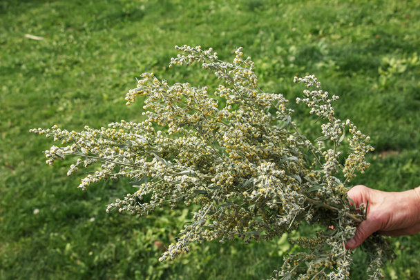 Wormwood Artemsia absnthium. Wormwood branch, leaves and wormwood flowers. Cosmetics and medical plant. - Fotoğraf, Görsel