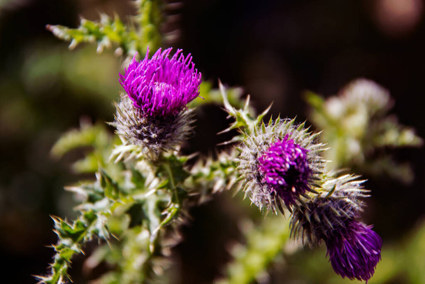 Silybum marianum is a species of thistle. It has names including milk thistle, blessed milkthistle, Marian thistle, Mary thistle, Saint Mary's thistle, Mediterranean milk thistle, variegated thistle, Scotch thistle. This species is an biennial plant. - Foto, afbeelding
