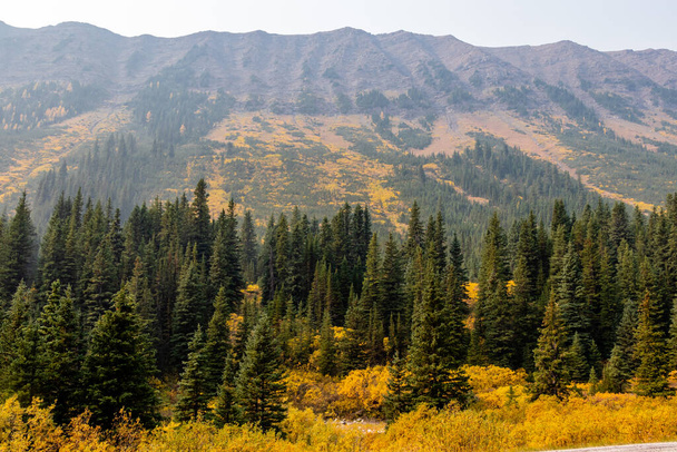 Fall coulours on the hillside through a smoky haze. Peter Lougheed Provincial Park, Alberta, Canada - Foto, afbeelding