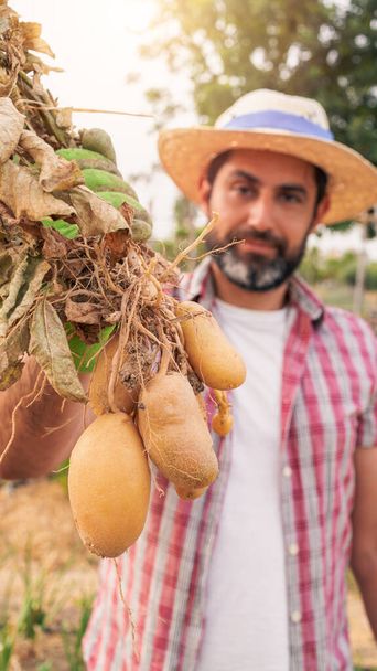 Ekologická zelenina. Čerstvé brambory v rukou farmáře. Veselý muž stojící s bramborami při sběru sklizně na poli a ukazující své bramborové semínko, dívající se do kamery - Fotografie, Obrázek
