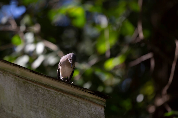 Любопытный пересмешник (Mimus poslyglotto), смотрящий со своего окуня на крышу - Фото, изображение