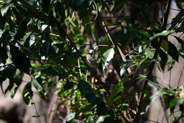 Chipping sparrow (Spizella passerina) looking away on its perch on a branch - Φωτογραφία, εικόνα