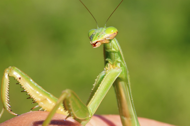 tenodera mantis
 - Фото, зображення