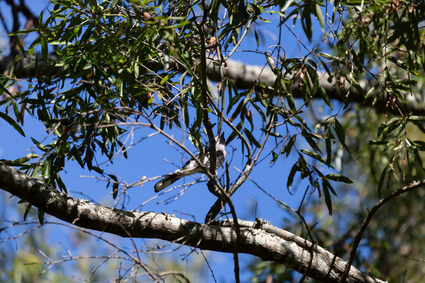 Подбрюшье голубой сойки (Cyanocitta cristata), частично скрытой листьями и конечностями. - Фото, изображение