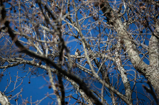 Желтошапочный северный летун (Colaptes auratus), глядящий вниз со своего окуня на ветку дерева - Фото, изображение