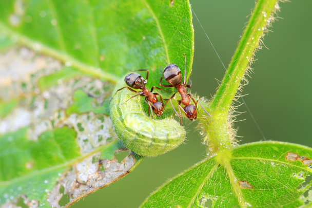 hormigas mercerizadas del bosque marrón y gusano verde
 - Foto, imagen