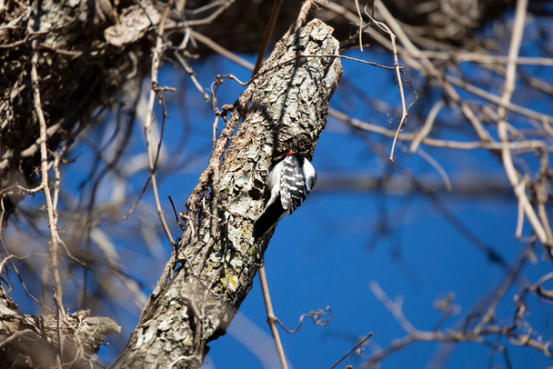 Male hairy woodpecker (Leuconotopicus villosus) with its head in a hole - Foto, Imagem