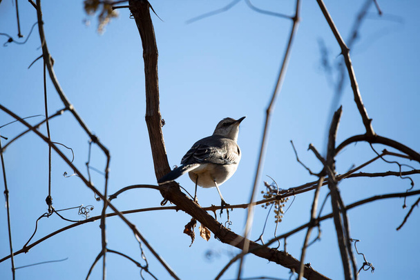 Північне глузування птахів (Мімус Посліглотто) дивиться над своїм плечем з тарілкою перо в дзьобі
 - Фото, зображення