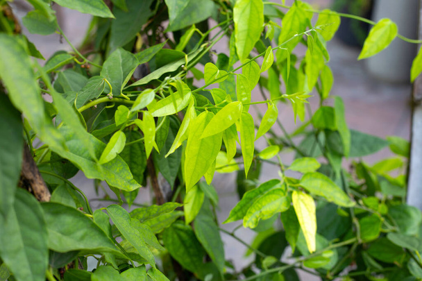 Fresh green leaves of tiliacora triandra plant - Foto, imagen