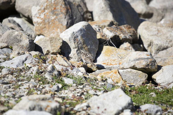 Βέσπερ σπουργίτι (Poecetes gramineus) χοροπηδάει κατά μήκος του εδάφους, πάνω σε βράχους - Φωτογραφία, εικόνα