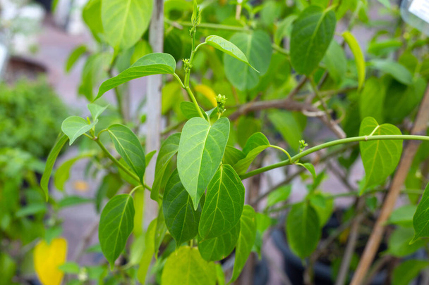 Gurmar medicinal plant, Fresh leaves of herb - Φωτογραφία, εικόνα