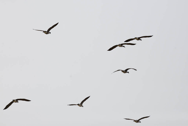Flock of Canada geese (Branta canadensis) flying in a loose formation - 写真・画像