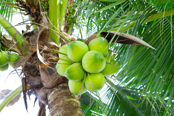 Coconut tree with bunches of coconut fruits - Photo, Image