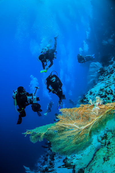 Nurków i morze wentylator w zdjęcie podwodne Banda, Indonezja - Zdjęcie, obraz