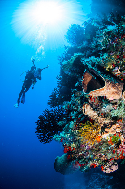Diver, barrel sponge, feather stars, black sun coral in Banda, Indonesia underwater photo - Photo, Image