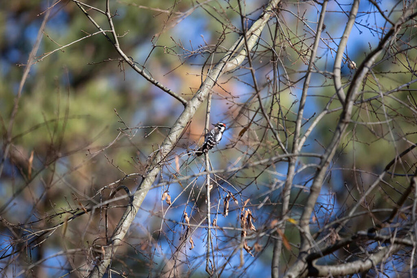 Male downy woodpecker (Picoides pubescens) foraging on a tree limb - Фото, изображение