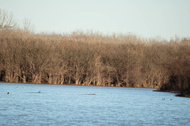 Flock of mallard ducks (Anas platyrhynchos) swimming in pretty, blue water - Valokuva, kuva