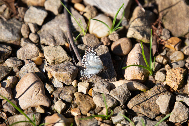 One common white skipper (Pyrgus communis) on rocks - Foto, imagen