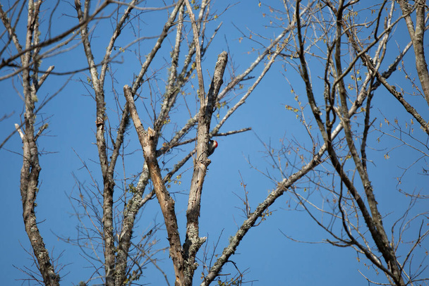 Краснобрюхий дятел (Melanerpes carolinus), кормящийся на стволе дерева - Фото, изображение