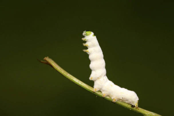 Инфекционная боверия бассианские насекомые, зомби на растениях
  - Фото, изображение