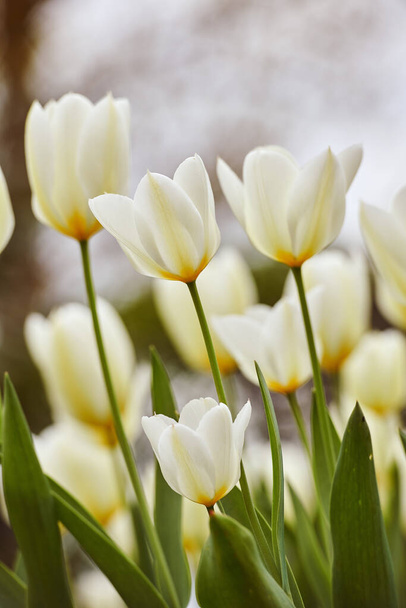 White tulips in my garden. Beautiful white tulips in my garden in early springtime - Photo, image