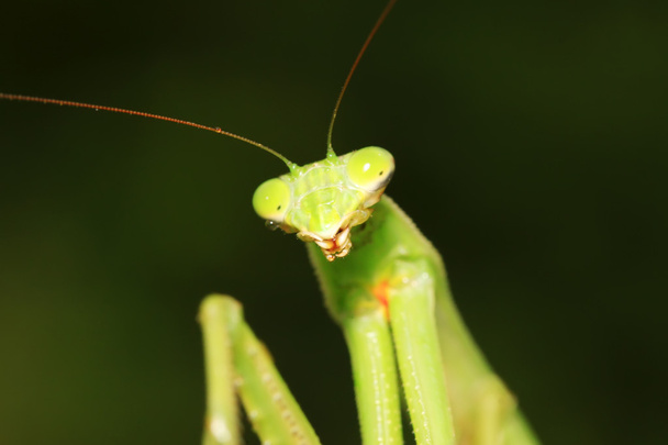 tenodera mantis - Foto, imagen