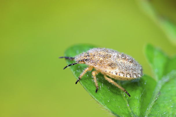 緑の葉のカメムシ幼虫 - 写真・画像