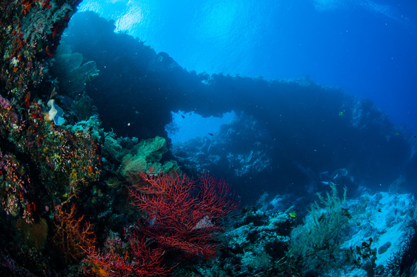 Морской фанат Мелитея и морской фанат Subergorgia suberosa в Банде, Индонезия подводное фото
 - Фото, изображение