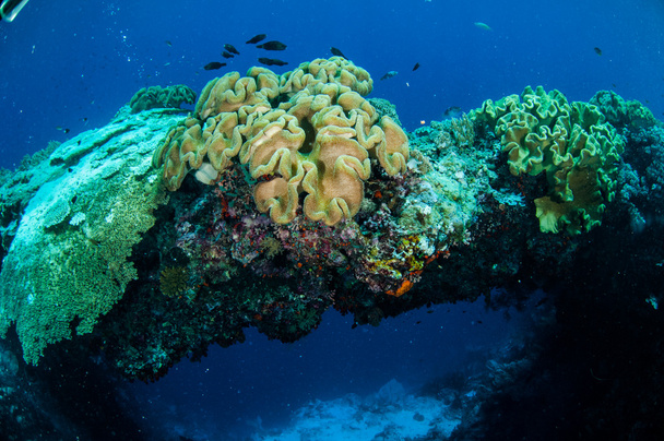 Кожаные кораллы с грибами в Банде, Индонезия подводное фото
 - Фото, изображение