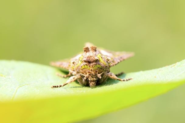 Noctuid έντομα  - Φωτογραφία, εικόνα