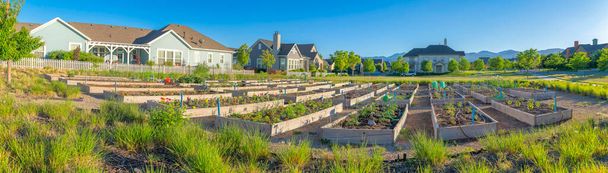 Variety of crops on a public garden at Daybreak, South Jordan, Utah. Garden beds in the middle of a large field and fenced residential houses. - Foto, Imagem