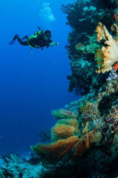 Immersioni subacquee a Banda, Indonesia foto subacquee
 - Foto, immagini