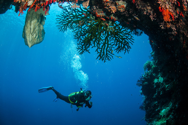 インドネシア バンダ ・水中写真の周り泳いでダイバー - 写真・画像