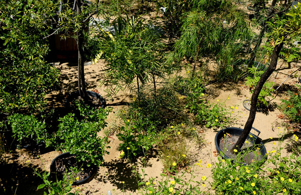 πέτρες επιφάνεια σχιστόλιθο στοιβάζονται σε μια σειρά στην άμμο. ένα μονοπάτι μέσα από το πάρκο ανάμεσα σε θάμνους σε μια χυμώδη και έρημη όαση. τουριστικούς κήπους ξενοδοχείο για τους επισκέπτες υποτροπική χλωρίδα στο βοτανικό πάρκο - Φωτογραφία, εικόνα