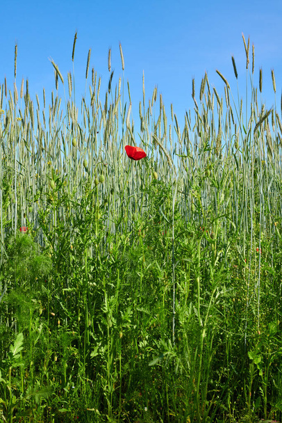 Poppies in field - Danish farmland. A photo of poppies in the countryside in early summer - Foto, Imagem