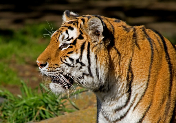 Siberian Tiger - Fotó, kép