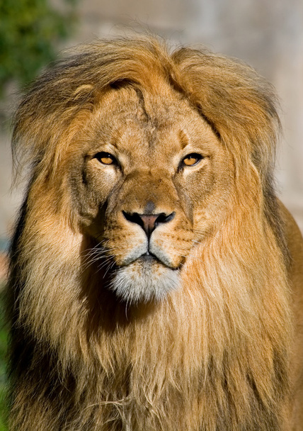 Африканский лев
 - Фото, изображение