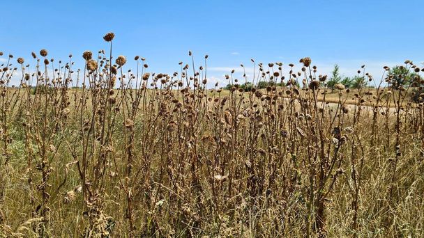 Dry bushes of Silybum on hot summer days in the vast expanses of the steppe. - 写真・画像