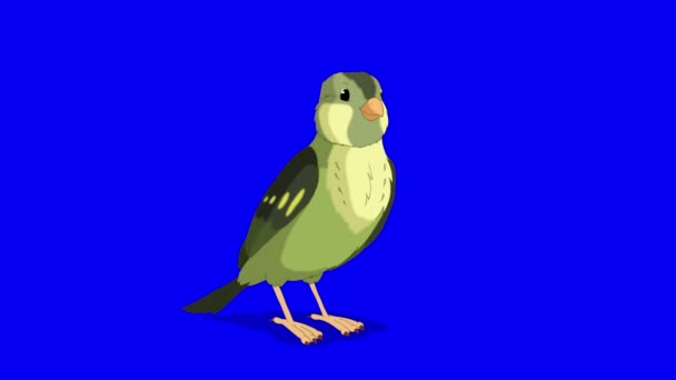 Green forest bird say hello. Handmade animated looped 4K footage isolated on blue color screen - Footage, Video