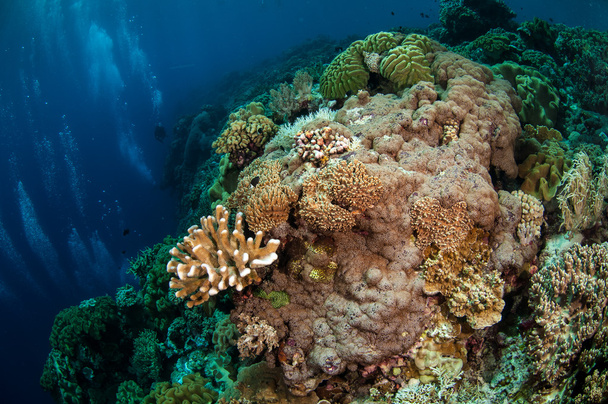 Potápěči, houbová kožené korály v podvodní fotografii Banda, Indonésie - Fotografie, Obrázek