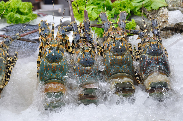 świeże homary - Zdjęcie, obraz