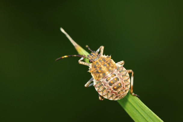 stinkbug op groen blad - Foto, afbeelding